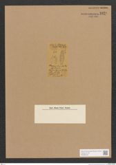 Diatomeae indet. Zeichnungen Sammlung Grunow Nr. 1820 (NHMW-BOT-W0368739)
